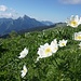 Der Gipfel des Bec Charvet ist im Frühsommer eine schöne Blumenwiese 