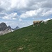 ich bin nicht alleine hier oben