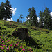 Alpenrosen, Lärchen - typische Flora in dieser Gegend
