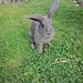 Neugieriges Kaninchen in der grossen Freilaufanlage in Ackerweid. (18.06.2021)