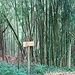 Kleiner Bambus-Dschungel am Burghof