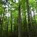 Rückblick auf den Urwaldpfad, wo die Baumstämme fast den Durchmesser des Waldweges haben.
