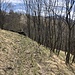 nun lichtet sich der Wald
