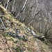 und durch lichten Birkenwald