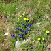 Blumenwiese