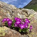 inmitten eines grossen Felsblockes wächst diese wunderbare Blumengruppe
