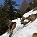 sul sentiero nel bosco