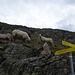 Abzweigung zum Kruckelkopf