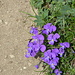 viole calcherate