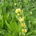 genziana lutea