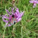 Widderchen (Blutströpfchen) auf Alpen-Flockenblume,
(Kleines Fünffleck-Widderchen)
