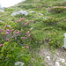 rododendri