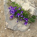 viole calcherate