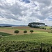 die Weinberge kurz ausserhalb von Concise mit dem Neuenburgersee