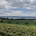 die Weinberge kurz ausserhalb von Concise mit dem Neuenburgersee