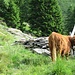 Highlander Cattles all'Alpe Cassengo