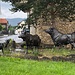 Hornvieh-Skulptur in Brislach<br /><br /><br />