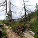 <b>La prima parte del sentiero fra l'Alpe del Lago (1904 m) e l'Alpe Bassa (1744 m) non è segnalata ed è tutt'altro che comoda. </b>
