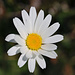 Margarite