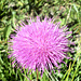 Distel