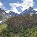 Im Vordergrund Alpenrosen mit Hagelschaden.Gipfel von links Gross Griessenhorn , Stucklistock, Chli Griessenhorn, Vorder Sustenhorn und Sustenspitz.