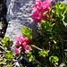 Blühende Alpenrosen am Gipfel des Tierlaufhore