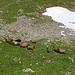 Wandernde Schafherde unter der P. 2398 im Cheibehoren WNW-Grat