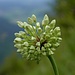 Allermannsharnisch, Allium victorialis, Siegwurz-Lauch, Bergknoblauch, 