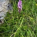 Gymnadenia conopsea (L.) R. Br.<br />Orchidaceae<br /><br />Manina rosea<br />Orchis moucheron<br />Langspornige Handwurz, Mücken-Handwurz, Mücken-Nacktdrüse 