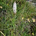 Gymnadenia odoratissima (L.) Rich. 	<br />Orchidaceae<br /><br />Manina profumata<br />Gymnadénie odorante <br />Wohlriechende Handwurz, Wohlriechende Nacktdrüse <br />