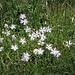Dianthus hyssopifolius L. 	<br />Caryophillaceae<br /><br />Garofano di bosco<br />Oeillet de Montpellier <br />Montpellier-Nelke, Ysop-Nelke 