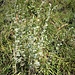 Artemisia absinthium L. 	<br />Asteraceae<br /><br />Assenzio vero<br />Armoise absinthe <br />Echter Wermut, Absinth <br />
