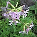 Saponaria officinalis L. 	<br />Caryophillaceae<br /><br />Saponaria comune<br />Saponaire officinale <br />Echtes Seifenkraut <br />