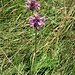<br />Stachys officinalis (L.) Trevis. 	<br />Lamiaceae<br /><br />Betonica comune<br />Bétoine officinale <br />Echte Betonie, Heil-Ziest <br />
