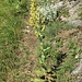 <br />Verbascum lychnitis L. 	<br />Scrophulariaceae<br /><br />Verbasco licnite<br />Molène lychnite <br /> Lampen-Wollkraut, Lampen-Königskerze, Mehlige Königskerze <br />