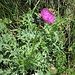 <br />Carduus defloratus subsp. tridentinus (Evers) Murr 	<br />Asteraceae<br /><br />Cardo dentellato<br />Chardon du Trentin <br />Rätische Berg-Distel 