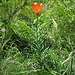 Lilium bulbiferum subsp. croceum (Chaix) Baker 	<br />Liliaceae<br /><br />Giglio rosso, Giglio di San Giovanni <br />Lis safrané <br />Feuerlilie