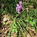 Dactylorhiza maculata subsp. fuchsii (Druce) Hyl. 	<br />Orchidaceae<br /><br />Dactiloriza maculata Fuchsi<br />Orchis de Fuchs <br />Fuchs' Gefleckte Fingerwurz 