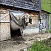 Eine Kuhrka… (Kuh mit Burka)