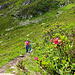 Wandern in den Alpenrosen
