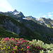 Alpenrosen am Fuss des Piz Gannaretsch