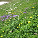 die Bergwiesen in voller Blüte