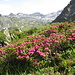 Alpenrosen auf dem Walser Alpjoch