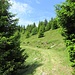 sentiero-moquette da Capanna Brogoldone ad Alpe Martum