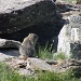 marmotta