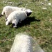 Lustig aussehende Schafe besuchen mich.