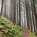 mystischer Gang durch den Wald ...