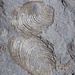 Muschelabdrücke in der Fossiliengrube Mistelgau.