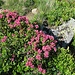 Unzählige blühende Alpenrosen