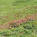 Zwischen 1800 und 2200 m blühen hier die vielen Alpenrosen